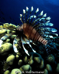 Lionfish - Taken in the Northern Fiji islands with a Niko... by Mark Westermeier 